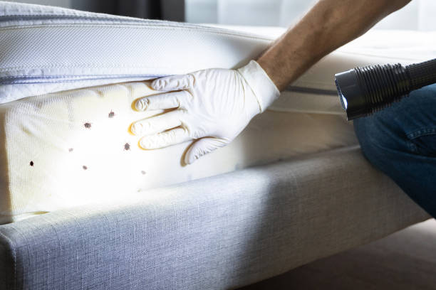 Best Flea Control Services  in Hawaiian Acres, HI