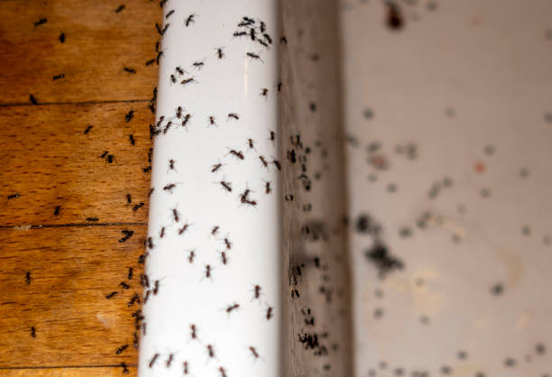 Best Affordable Pest Control Services  in Hawaiian Acres, HI