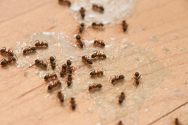 Best Mosquito Control Services  in Hawaiian Acres, HI