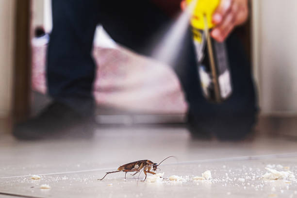 Best Flea Control Services  in Hawaiian Acres, HI